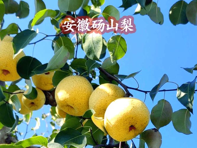 全国哪里的梨最好吃？这10种口碑名梨，不知道有没有你家乡的？
